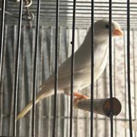 Canarino bianco dominante