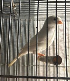 Canarino bianco dominante