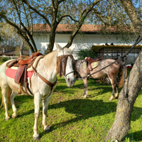 Cavalla araba x sella italiana