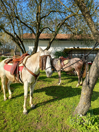 Cavalla araba x sella italiana