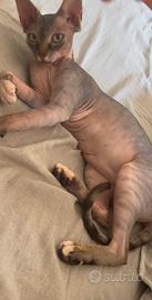 Nuova famiglia per la mia gattina Sphynx