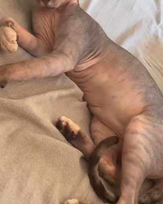 Nuova famiglia per la mia gattina Sphynx