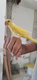 Pullo parrocchetto dal collare