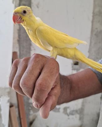 Pullo parrocchetto dal collare