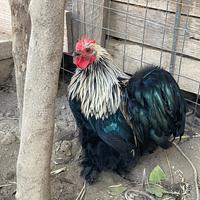 Splendidi Galli di Cocincina