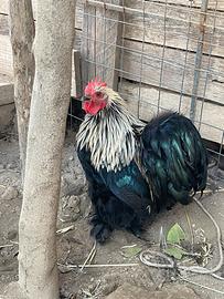 Splendidi Galli di Cocincina