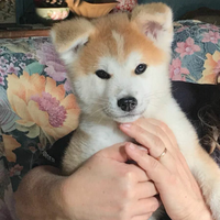Akita inu cuccioli