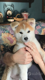 Akita inu cuccioli
