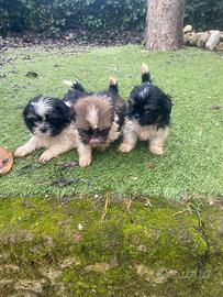 Shih Tzu cuccioli