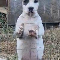 Amstaff blue
