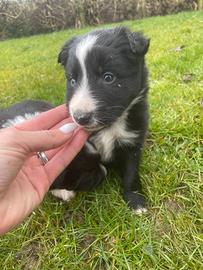 Border collie