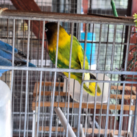 Pappagalli inseparabili