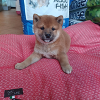 Cucciolo Shiba inu maschio