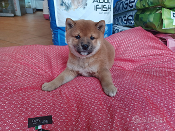 Cucciolo Shiba inu maschio