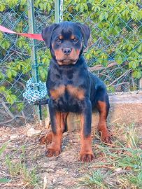 Cucciola rottweiler