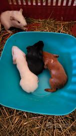 cavia peruviana 