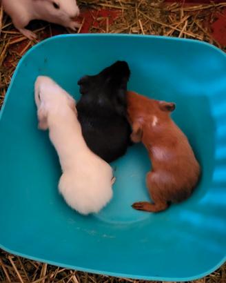 cavia peruviana 