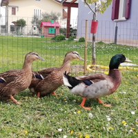 Anatre germanata venete