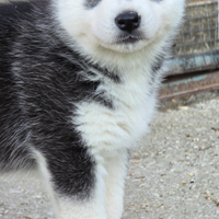 Siberian Husky