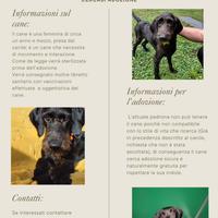 Cane meticcio femmina sterilizzata , taglia media