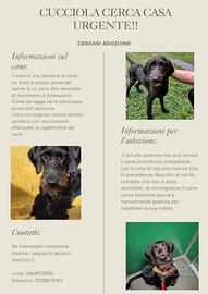 Cane meticcio femmina sterilizzata , taglia media