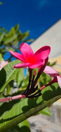 Plumeria colorata