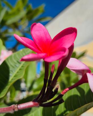 Plumeria colorata