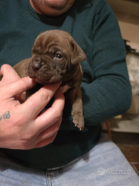 Cuccioli cane corso