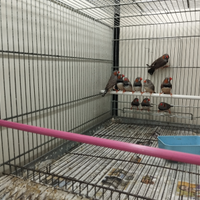 Diamantini mandarini