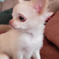 Cucciolo di chihuahua maschietto pelo lungo