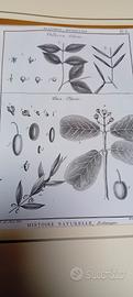 Antica stampa di botanica originale 1700
