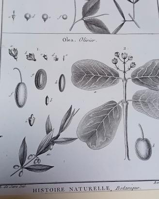 Antica stampa di botanica originale 1700