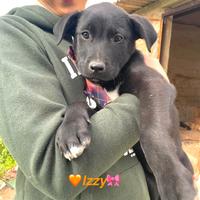 Cuccioli femmina in adozione