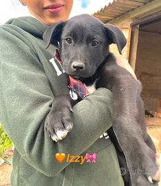 Cuccioli femmina in adozione