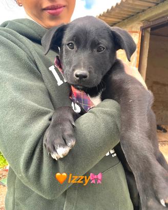 Cuccioli femmina in adozione