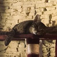 Svampi e Joe black, coppia in adozione