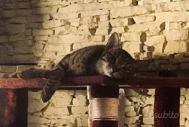 Svampi e Joe black, coppia in adozione