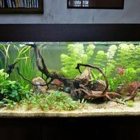 Acquario Juwel Rio180 litri