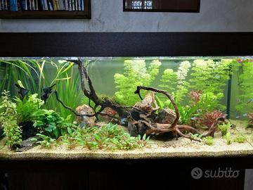 Acquario Juwel Rio180 litri