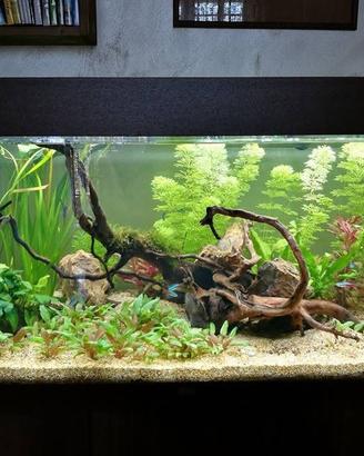 Acquario Juwel rio 180 litri