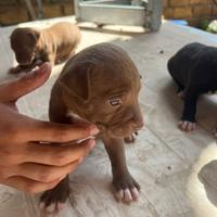 Pitbull ukc