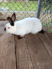 Coniglio California Maschio