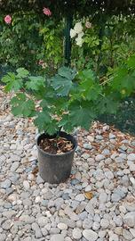 Pianta Vite uva da vino San Giovese