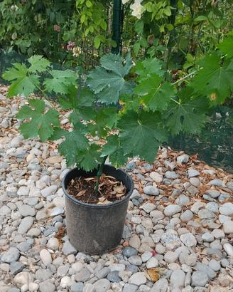 Pianta Vite uva da vino San Giovese