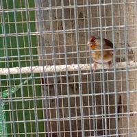 Splendidi incardellati