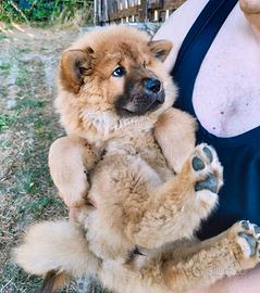 Chow chow