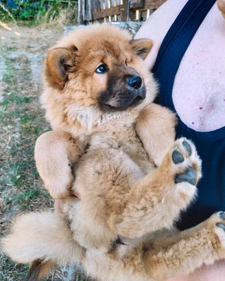 Chow chow