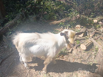 3 capre :chi è interessato contatto telefonico