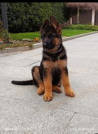 Cuccioli di pastore tedesco