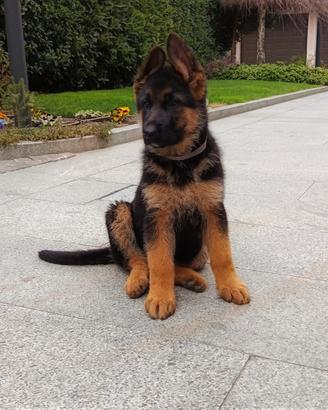 Cuccioli di pastore tedesco